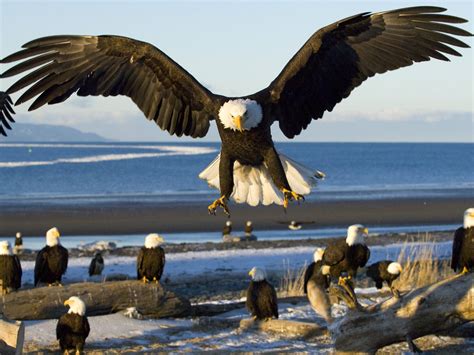 Bald Eagle | The Life of Animals