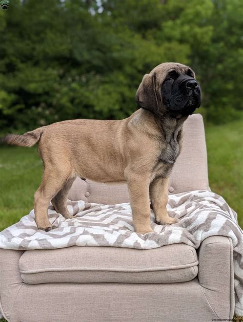 English Mastiff Puppies For Sale - Greenfield Puppies