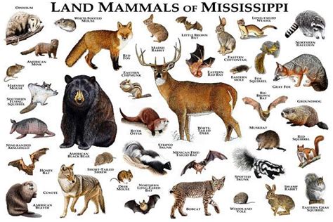 Land Mammals of Mississippi Poster Print / Mississippi Mammals Field Guide / Animals of ...