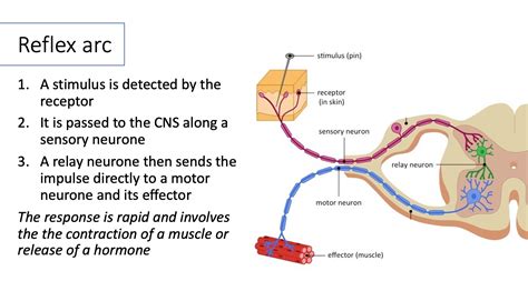 Stimulus Response Diagram