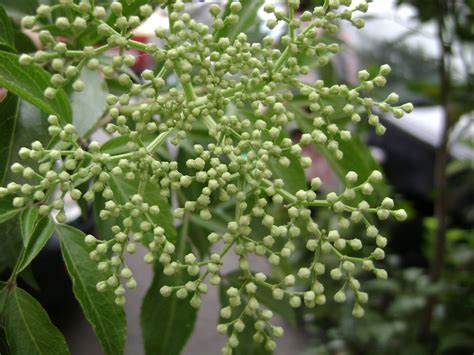 Elderberry Facts, Health Benefits and Nutritional Value