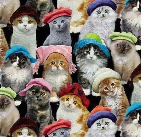 Cats in hats! | Cute animals, Beautiful cats, Cats and kittens