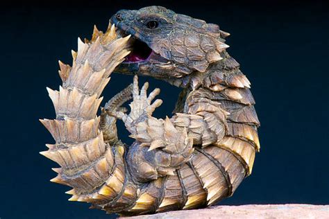 40+ Armadillo Lizard Stock Photos, Pictures & Royalty-Free Images - iStock