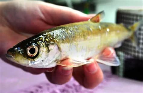 Whitefish - Description, Habitat, Image, Diet, and Interesting Facts