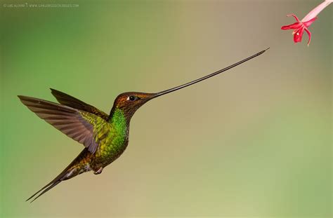 The Sword-billed Hummingbird is the only bird to have a beak longer ...