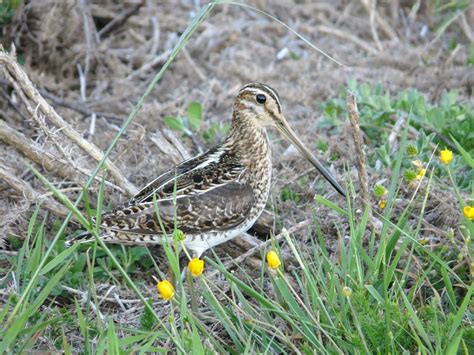 IUCN SSC Woodcock and Snipe Specialist Group | IUCN