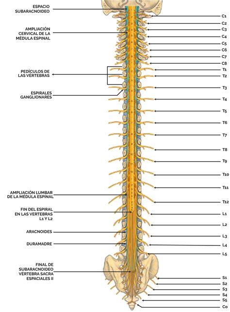 Plexo De Los Nervios Espinales