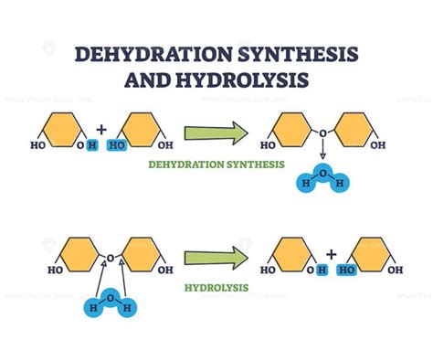 Dehydration synthesis and hydrolysis chemical process stages outline ...