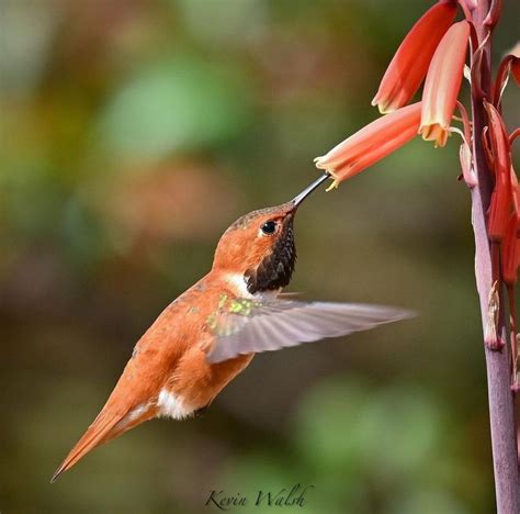 Hummingbird Migration: Familiar Journeys to Previous Locations ...