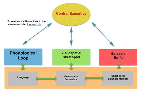the working memory model Diagram | Quizlet