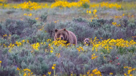 Grizzly bear and cub among wildflowers in Grand Teton National Park | Yellowstone National Park