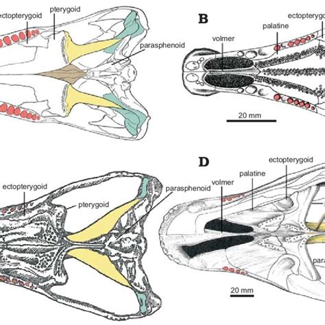 Reconstructions in palatal view of synapsid skulls. A. Dimetrodon... | Download Scientific Diagram