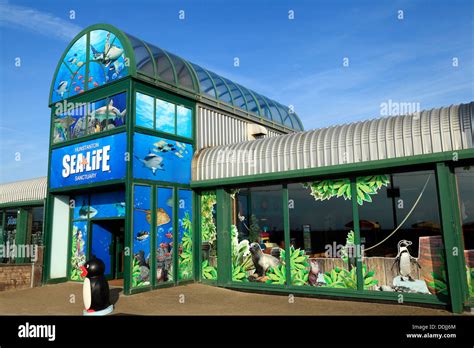 Hunstanton Sea Life Centre, Meerwasseraquarium, Norfolk England UK center Stockfotografie - Alamy