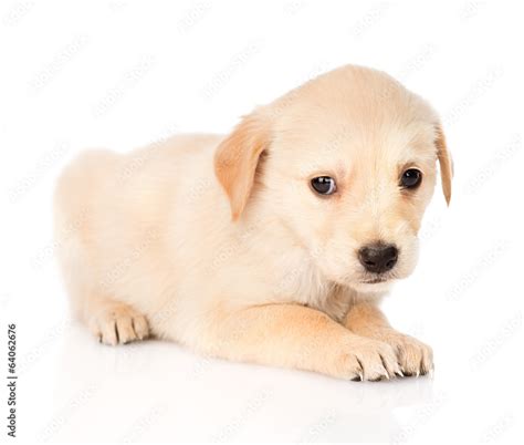 Sad golden retriever puppy dog. isolated on white background Stock Photo | Adobe Stock