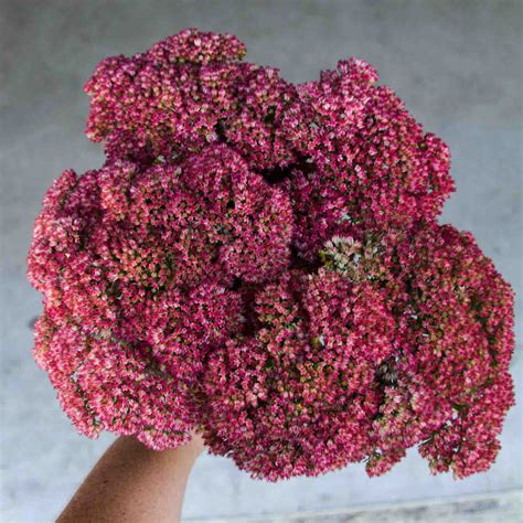 SEDUM - Autumn Joy - PLANTS