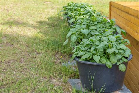 How to Grow Potatoes in Containers | Gardener’s Path