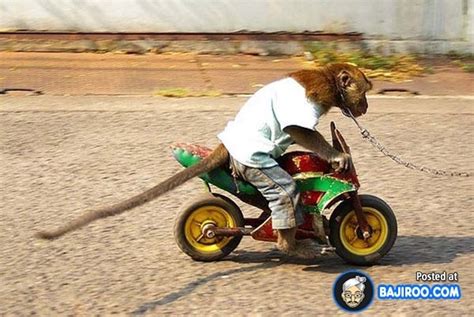 Funny Monkeys Riding Bicycles | Monkeys funny, Monkey pictures, Funny monkey pictures