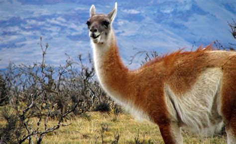 When rewilding isn't mad - guanacos can transform the espinal of Chile