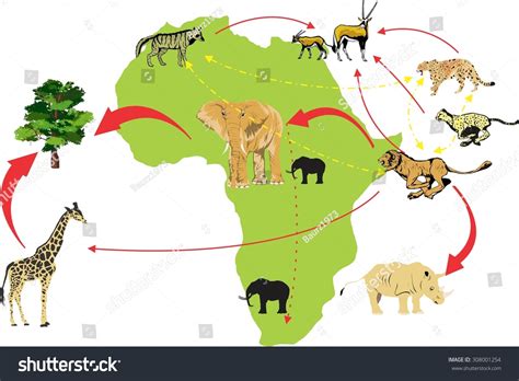 African Wildlife Ecosystem Food Chain Illustration: เวกเตอร์สต็อก (ปลอด ...