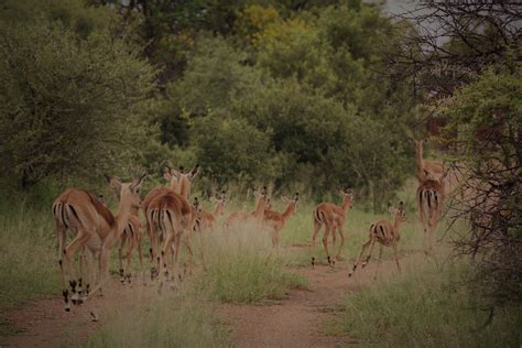 Pin by Hemiltan_bayrn on Burundi ! animal's in 2022 | Game reserve, Burundi, Animals