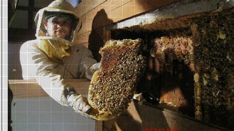 "Most affordable #Ecofriendly #HoneyBeeremoval service by#ecobeeremoval. Grab the service now ...