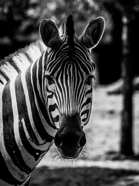 250+ Cute Zebra Names & Ideas - HubPages