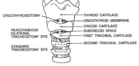 Trachea Anatomy Cross Section