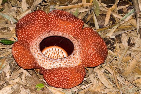 Easy Way (A Blog For Children): Biggest Flower of The World - Rafflesia