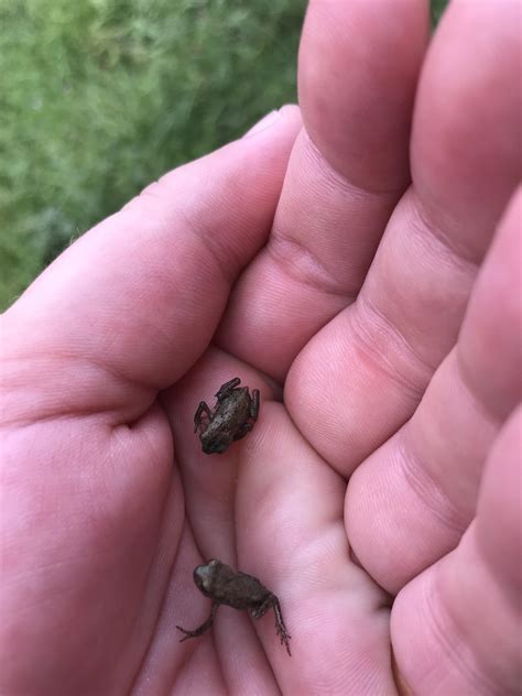 Two cute, baby frogs. : r/babyanimals