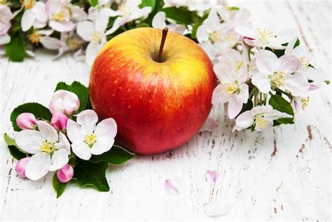 Premium Photo | Apple and apple tree blossoms