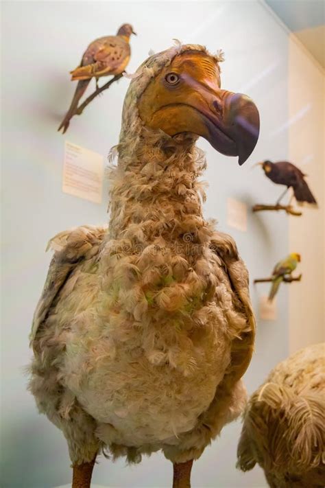 Dodo Bird Model Display in the Natural History Museum Editorial Stock Image - Image of history ...