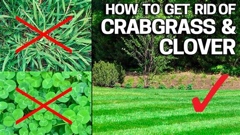 How to Get Rid of Crabgrass and Save Your Beautiful Lawn - Effective Methods and Strategies ...