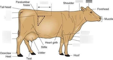 Cow Breeds and Anatomy Diagram | Quizlet