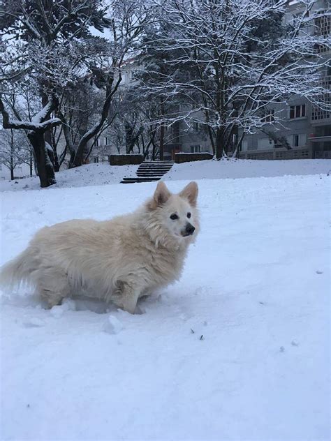 Majestic Samoyed Corgi : r/Incorgnito