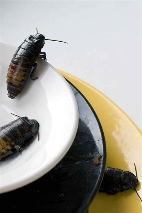 How to Get Rid of Cockroaches in Your Kitchen | Foodal