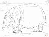 Hippopotamus coloring page  Free Printable Coloring Pages sketch template