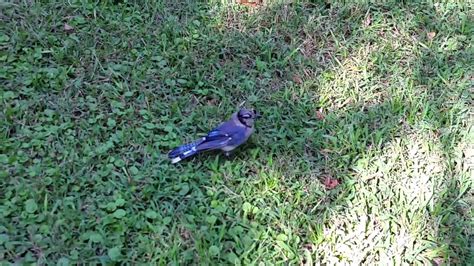 Blue Jay Takes Mealworms From Hand in Flight - YouTube