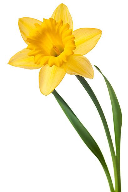 Royalty Free Daffodil Pictures, Images and Stock Photos - iStock