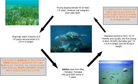 Generalised life cycle diagram of dugong in the Torres Strait ...