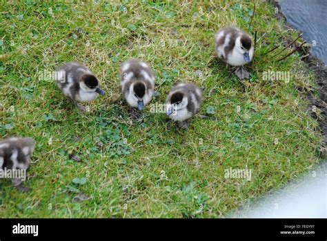 baby geese about to go swimming Stock Photo - Alamy