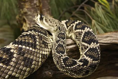 Crotalus Adamanteus - Eastern Diamondback Rattlesnake - USA Snakes