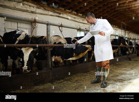 Taking care of cows Stock Photo - Alamy