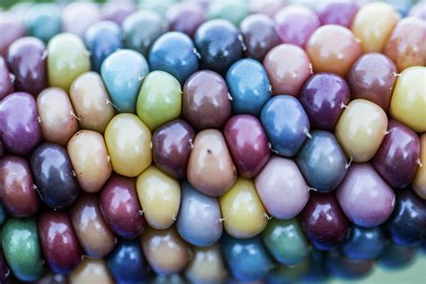 Rainbow Corn Photograph by Danielle Silveira - Fine Art America