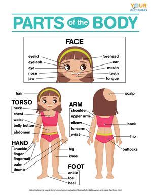 The Human Body Organs Labeled For Kids