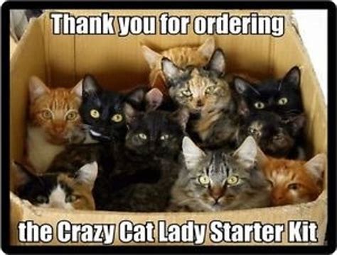 Happy National Cat Lady Day! - TheResurgent.com | Crazy cats, Cat lady starter kit, Funny cat memes