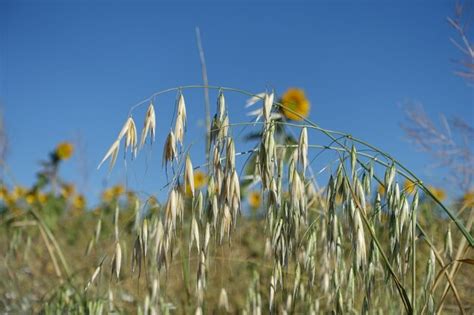 Premium Photo | Oat plant dried oat plant closeup oats from cereal ...