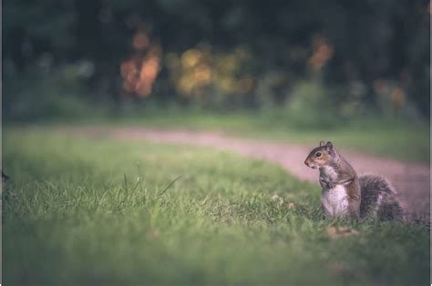 Rodents are reservoirs for life-threatening disease, finds new study