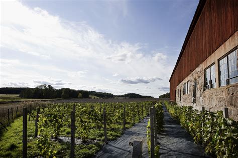 Blaxta Vineyard is the first winery and vineyard in Sweden. They produce wine from grapes of ...