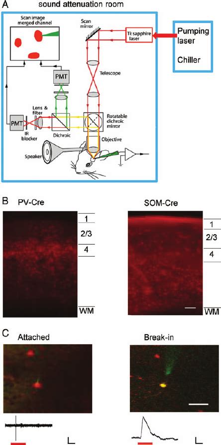 In vivo two-photon imaging-guided recording from auditory cortical... | Download Scientific Diagram