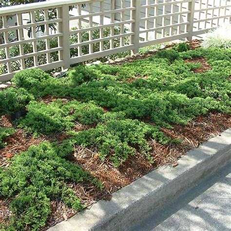 Dwarf Japanese Garden Juniper | C&J Gardening Center